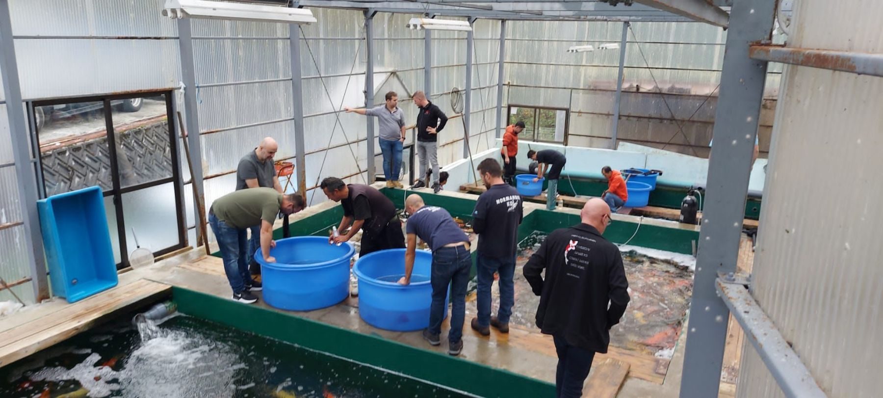 3-jähriger Tosai cup mit Koi in Spitzenqualität; das willst du erleben!, foto 3