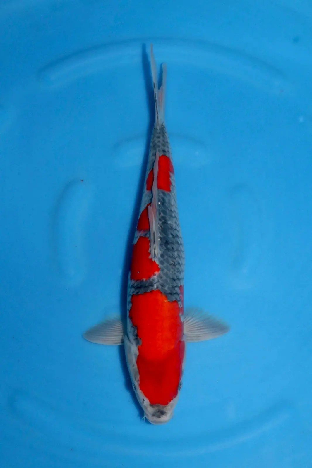 Grote groep goede Goshiki Minuma mee naar Marum, foto 17