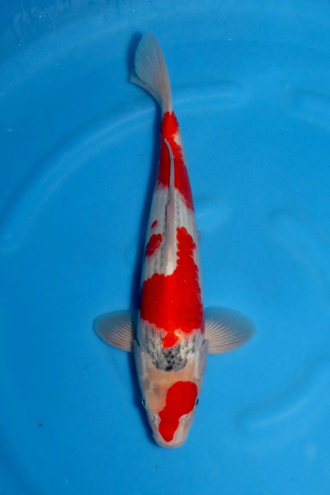 Grote groep goede Goshiki Minuma mee naar Marum, foto 18