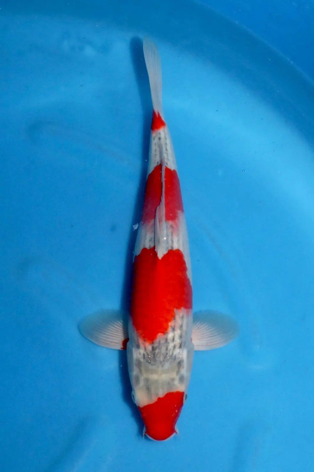 Grote groep goede Goshiki Minuma mee naar Marum, foto 4