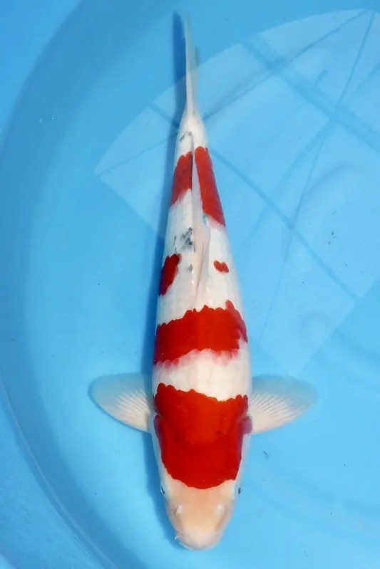 Mandarijntjes go first! Sommige Koi haalden het niet eens tot de verkoopbakken!, foto 3